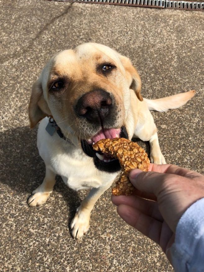 4 ingredient dog treats